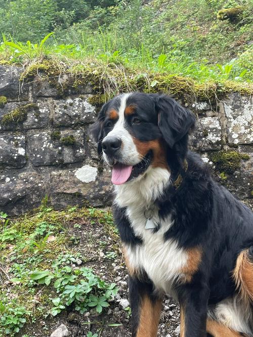 Hofhund Ludwig - Berner Sennenhund Hofhund Ludwig - Berner Sennenhund