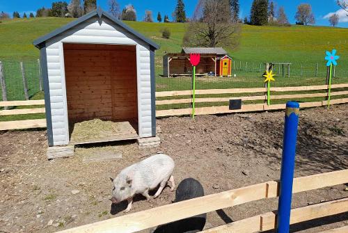 Schweinegehege