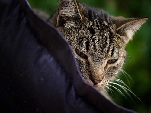 katze