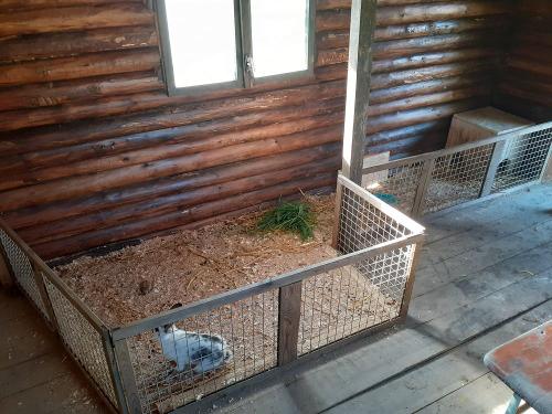 hasen und Meerschweinchen