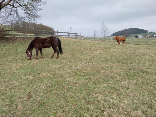 Unsere beiden Reitpferde Blacky und Hummel.