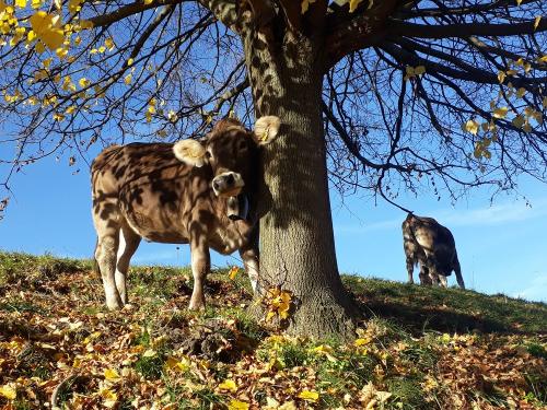 Jungvieh auf der Weide
