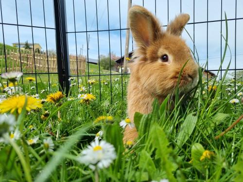 Hase Fritz im Freien