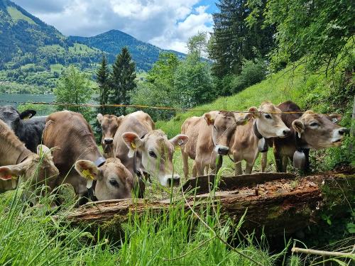 Jungvieh auf der Weide