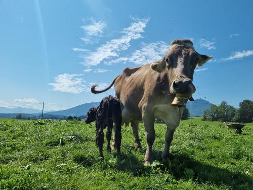 Geburt auf der Weide