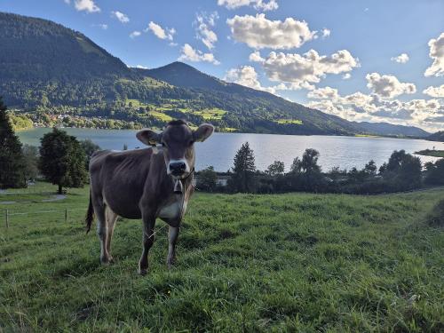 Kälbchen auf der Weide