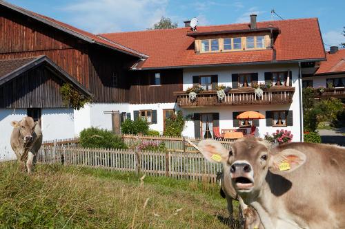 Unser Jungvieh direkt vorm Haus
