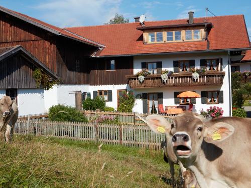 Unser Jungvieh direkt vorm Haus