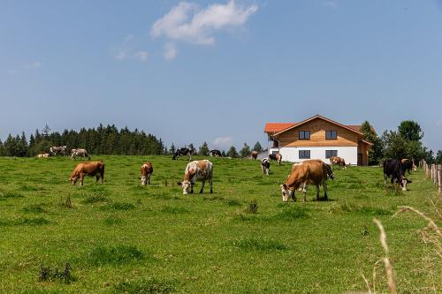 Ansicht mit tierischen Gästen