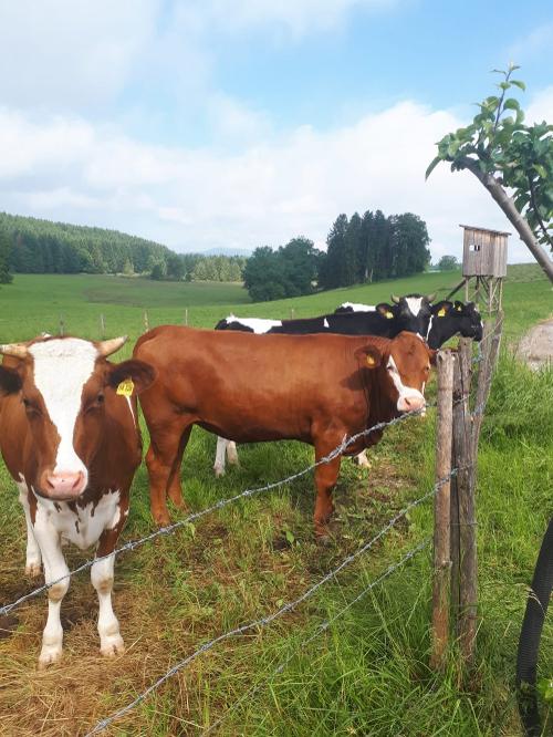 jungrinderaufderweide