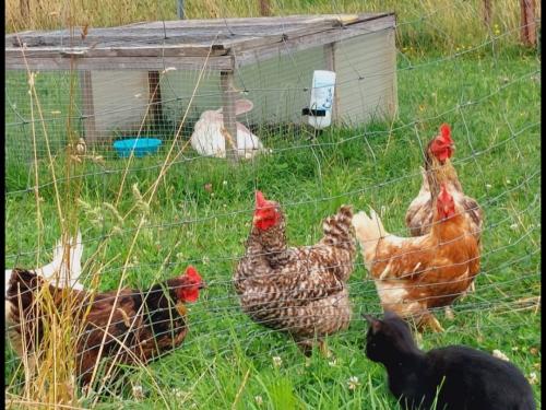 bildmitbauernhoftiere