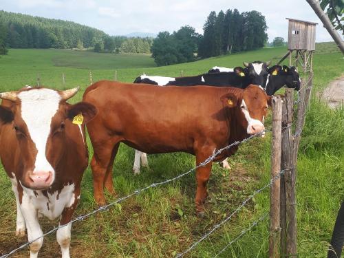 jungrinderaufderweide