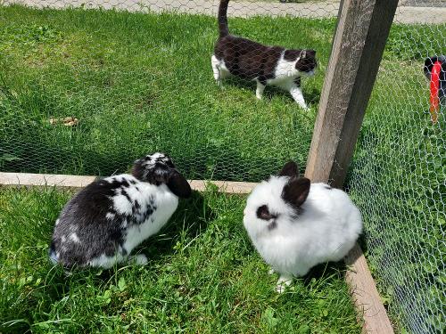 Hasen und Katze