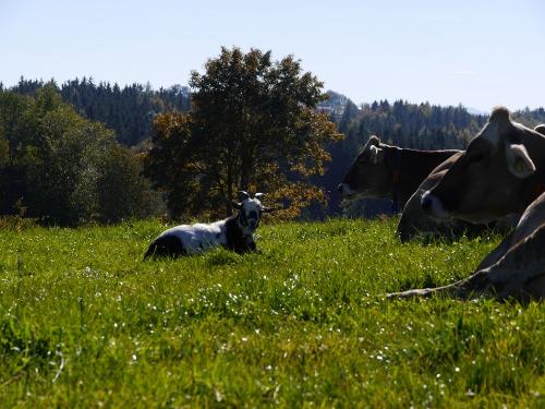 unserewach-ziege