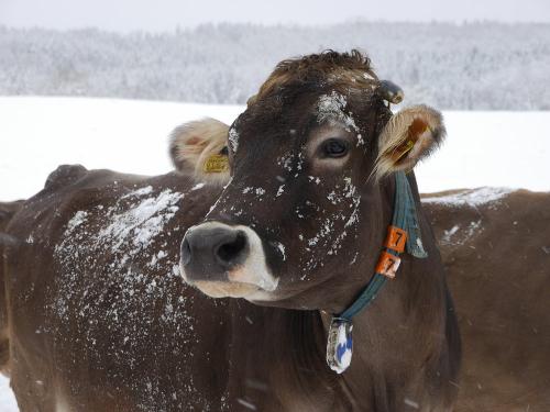 kheimwinter