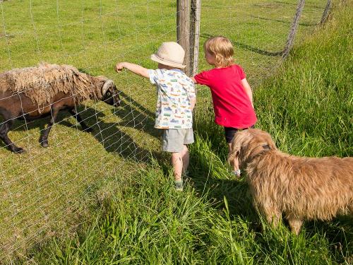 Unsere Schafe Unsere Schafe