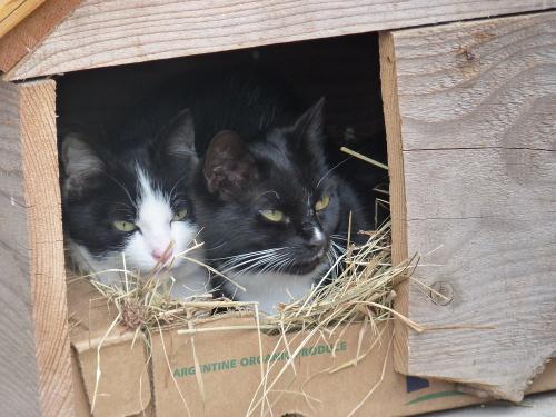 Katzen