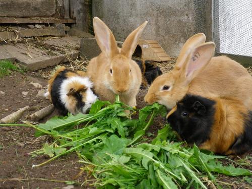 Kaninchen_Meerschweinchen