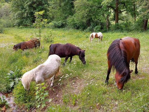 Ponys auf der Koppel