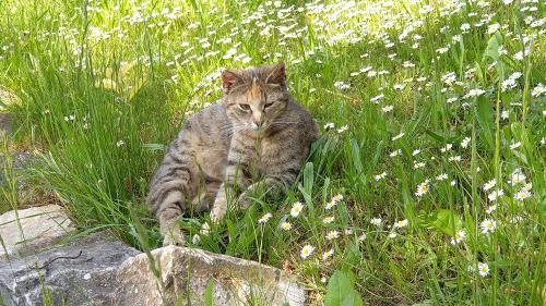 Unsere Katze