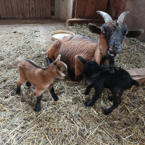 Mama Lotte mit ihren 2 kleinen