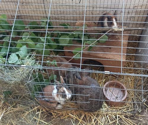 Unsere Hasen