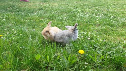 Unsere Hasen