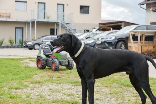 hofhund