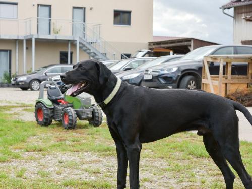 hofhund