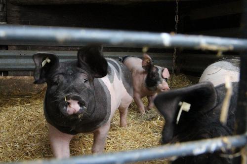 2022_ferienhof-zeitler-glashofen_tiere_bild8
