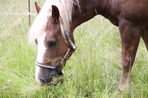 2022_ferienhof-zeitler-glashofen_tiere_bild1