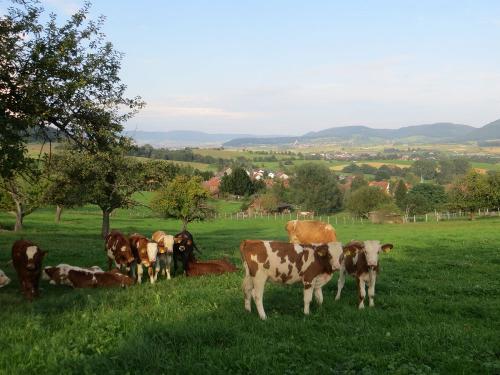 Streuobst mit Jungvieh