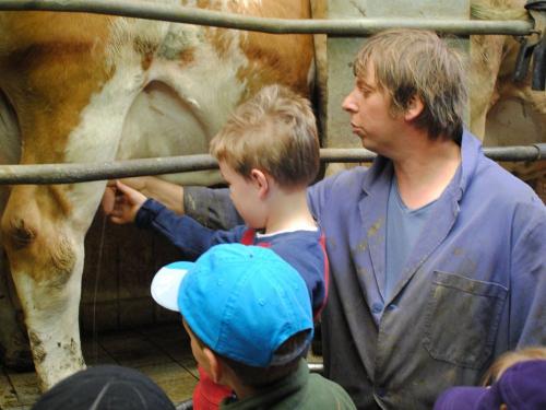 Kinder beim Melken
