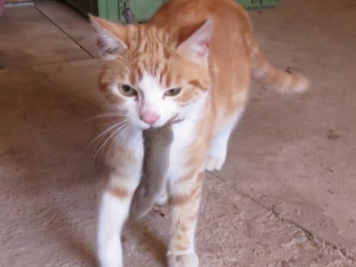 Hofkater Tommi