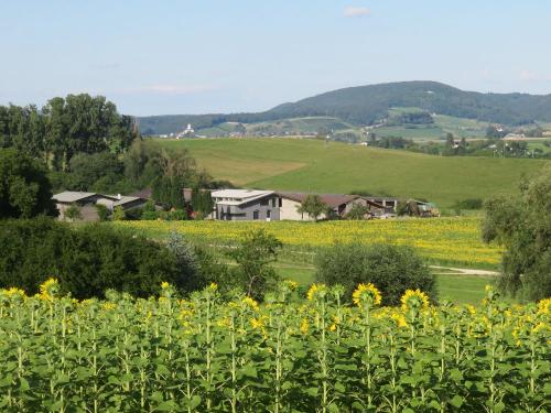 Sommer auf Hof Gasswies