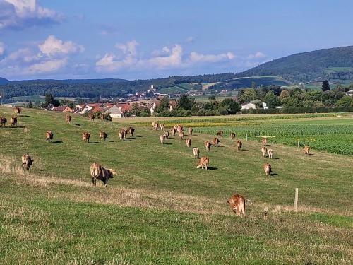 Blick von der Kuhweide in Richtung Erzingen