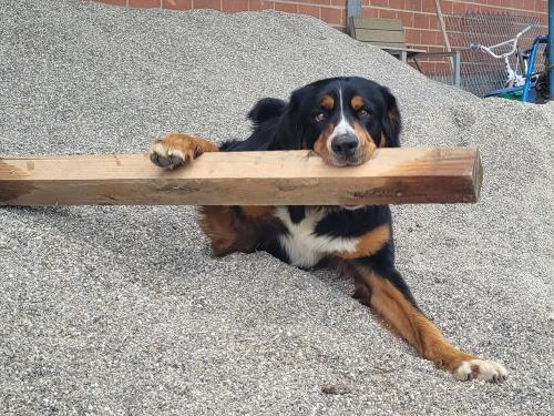 Hofhund Rolf mit Stöckchen