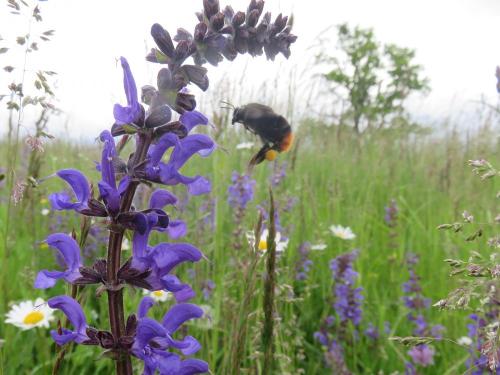 Biodiversität erleben