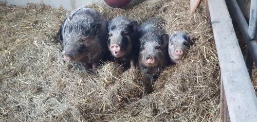 Unsere Hängebauchschweine
