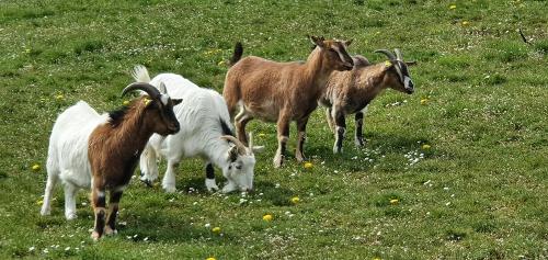 Unsere Ziegen
