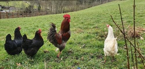 Unsere Hühner