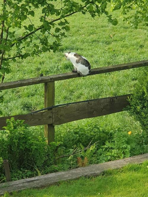 Unsere Katze