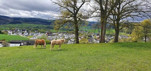 Pferde auf der Weide