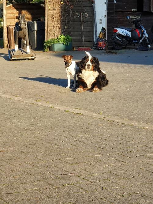 Unsere Hunde