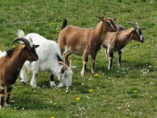 Unsere Ziegen