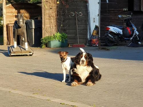 Unsere Hunde