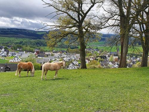 Pferde auf der Weide
