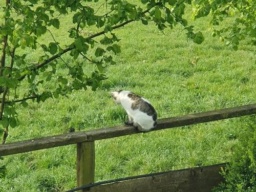 Unsere Katze