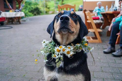 fiegenhof_hund