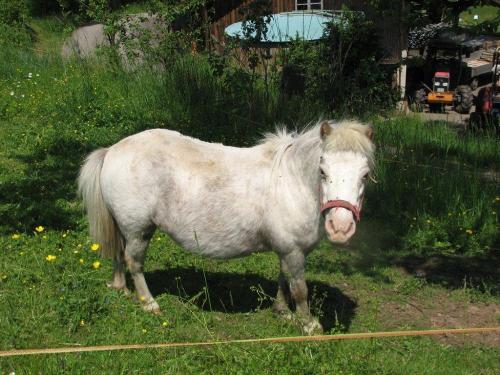 fiegenhof-pony